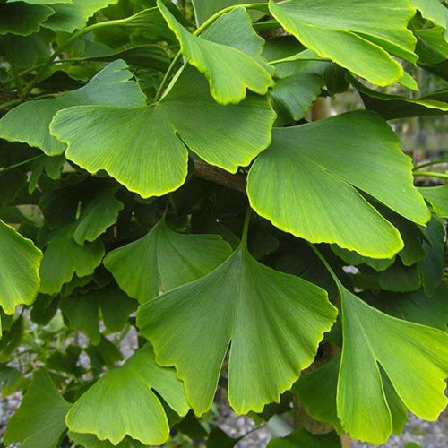 Ginko Biloba