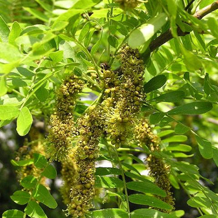 Gleditsia/Gleditsia Oil