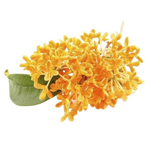 OSMANTHUS FLOWER EXTRACT